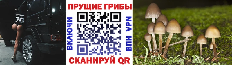 Псилоцибиновые грибы Cubensis Гатчина